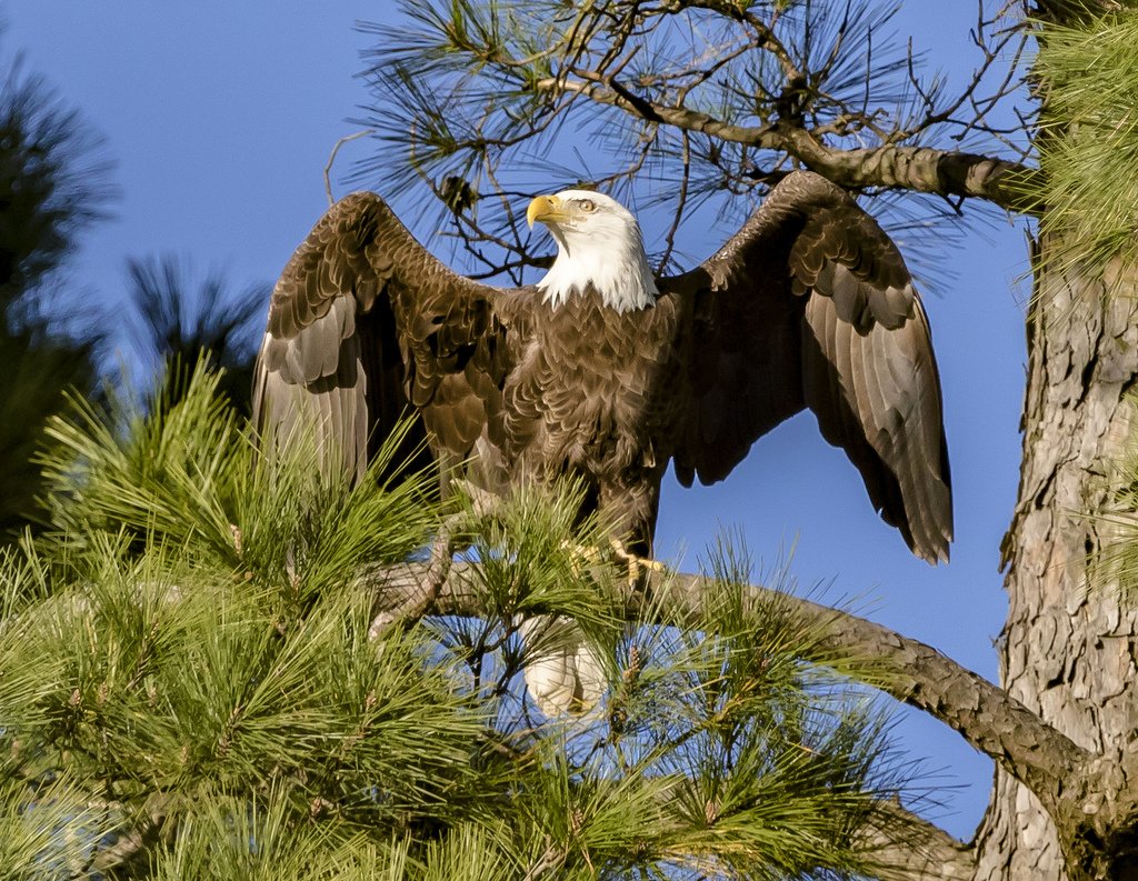 The "Post a Picture You Took" thread