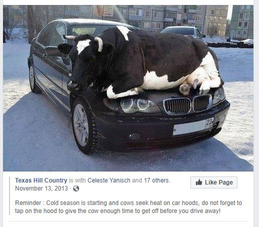 cows.JPG