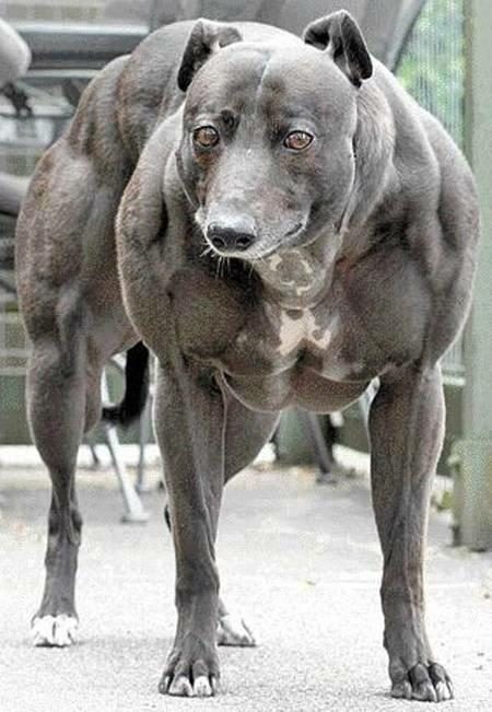 strongestdog-1.jpg