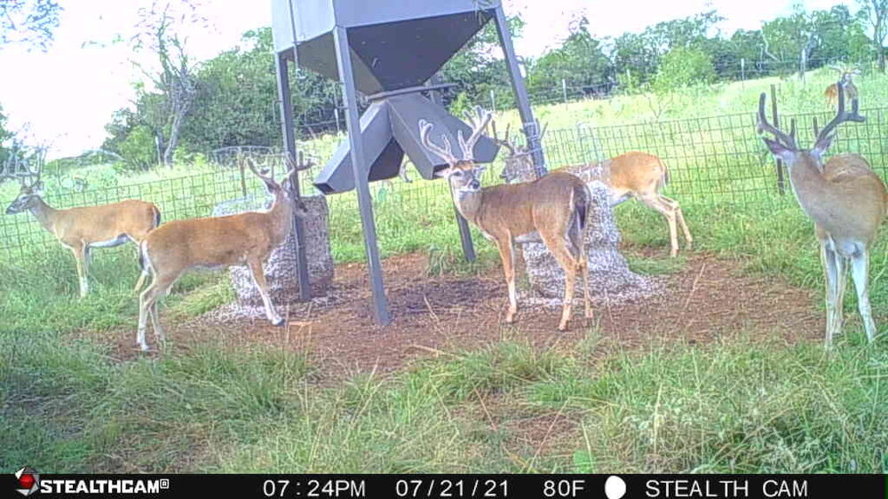 7_21_21 Bucks.JPG