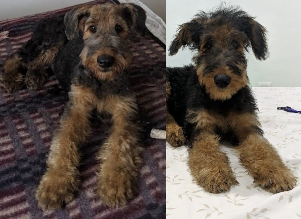 Ollie before 9-10-21 (3).jpg