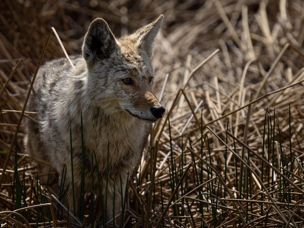 coyot by water 2.jpg