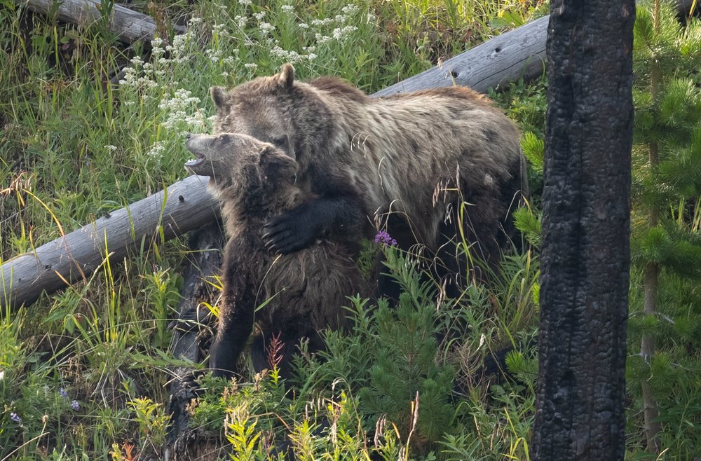 Raspberry bear hug-min.jpg