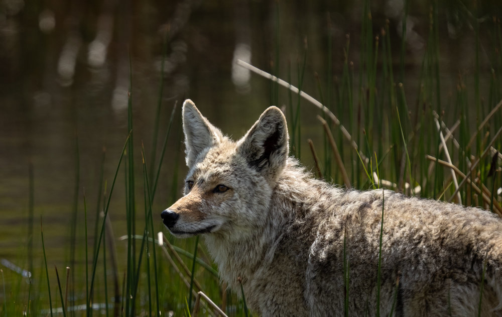 coyote in water 1.jpg
