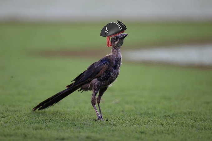 grackle.png.a27adde38aeac6023a741d202151a725.png