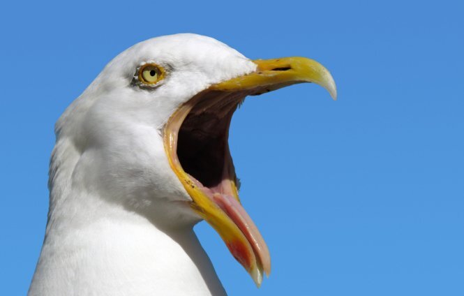 seagull.jpg.0b339c45ee93a934f4f7e48fbee37718.jpg