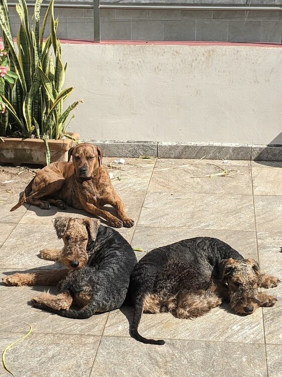 dogs sun patio2.jpg
