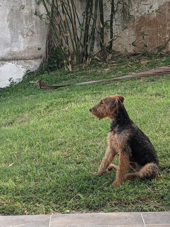 ollie bacalar grass.jpg