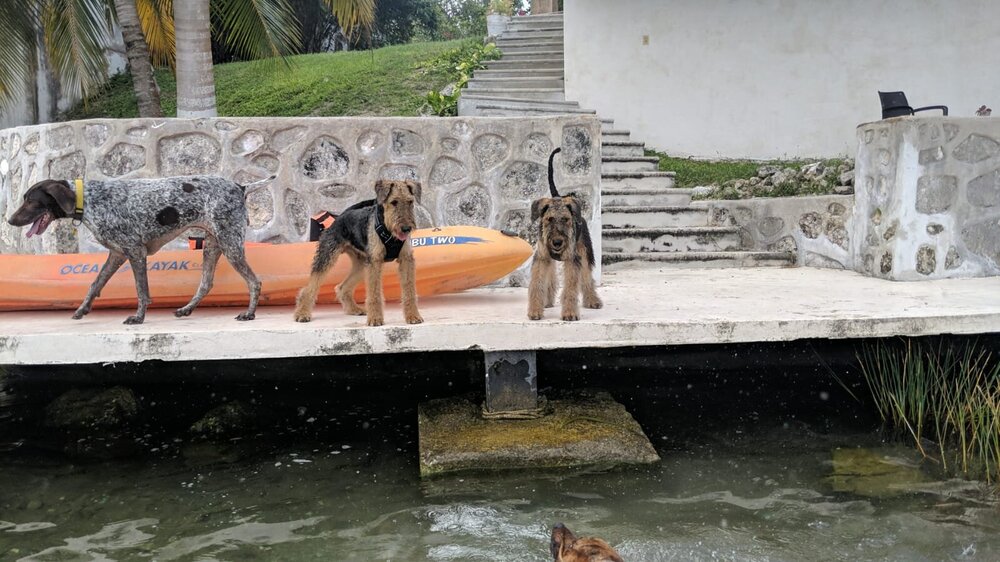 pups bacalar 2.jpg