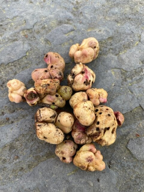 Oak Galls.jpg