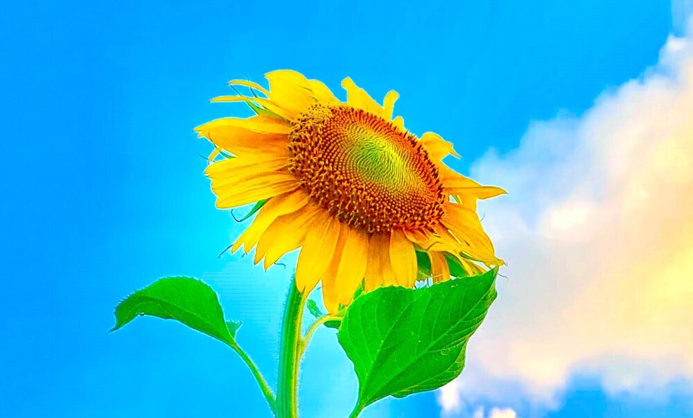 UkraineSunflower.thumb.jpg.54054a5b092ef398823eeea1a9a9ac04.jpg