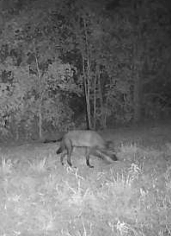 Screenshot_20220827-111725_Strike Force Wireless.jpg