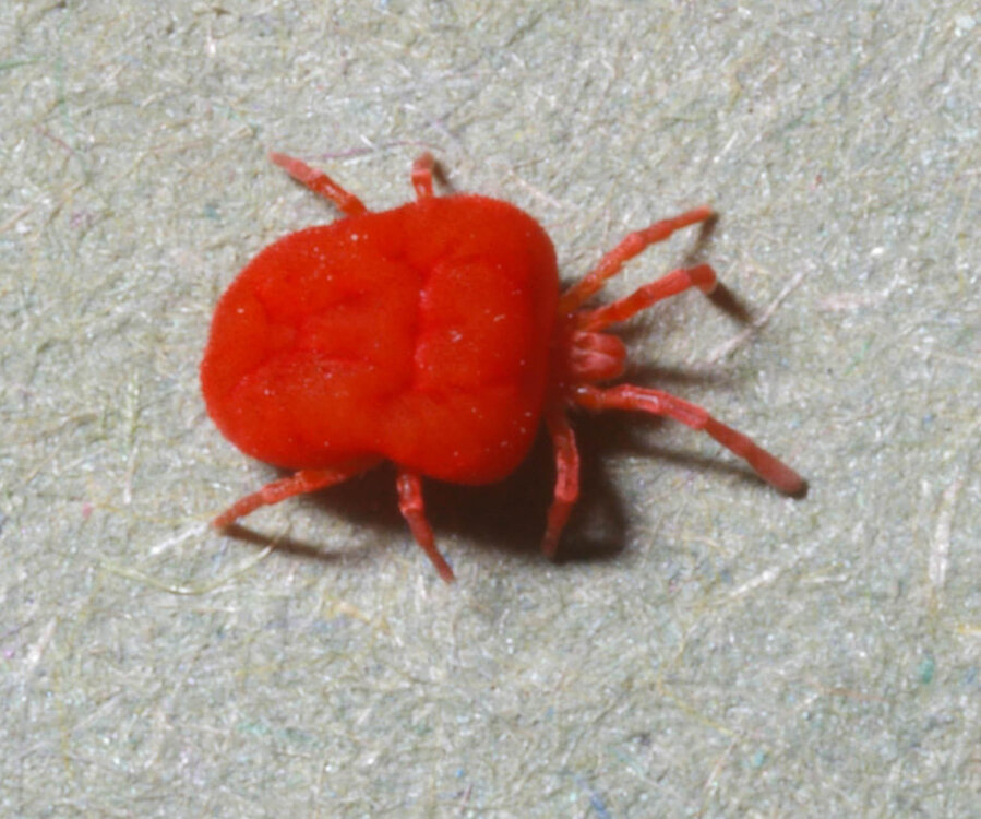 Trombicula-mite-adult-1024x854.thumb.jpg.3e3ab120a9b0aba1198ef9be99783ef5.jpg