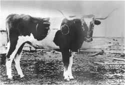 bevo-13-0.jpg